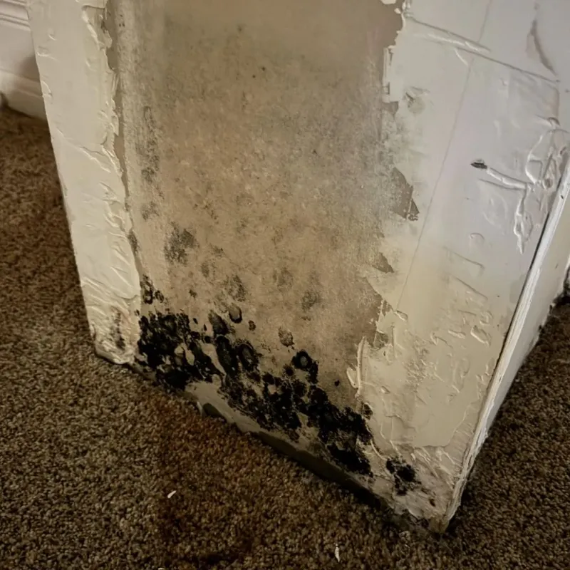 Professional Mold Removal in West Linn, OR